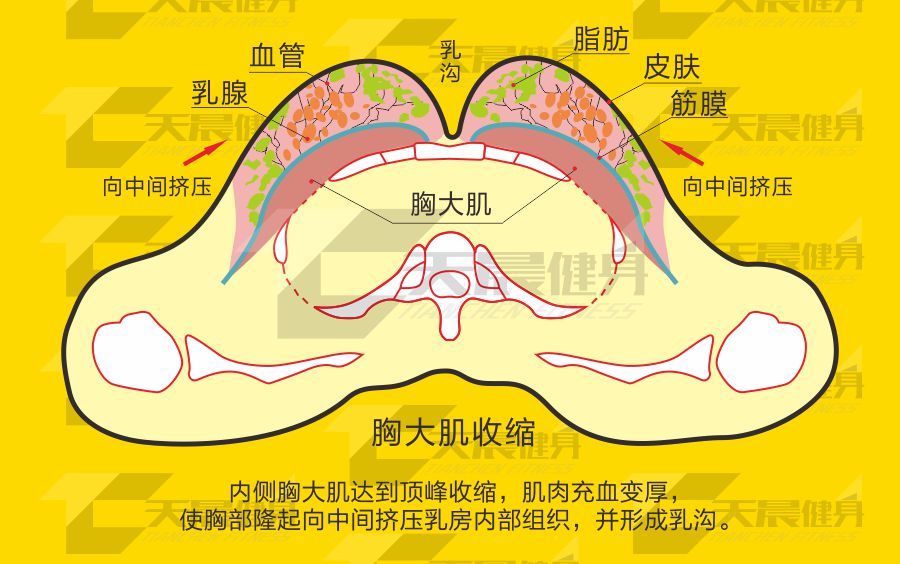 怎么样减肥不瘦胸_怎么样减肥不瘦胸_怎么样减肥不瘦胸