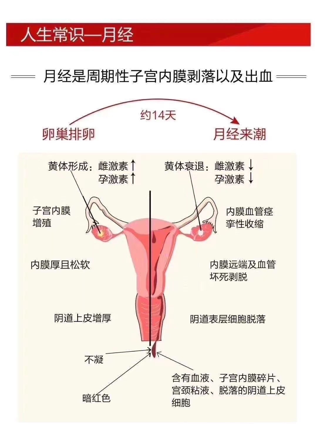 经期剧烈运动子宫内膜_经期剧烈运动导致子宫内膜异位_子宫剧烈经期运动内膜会变薄吗