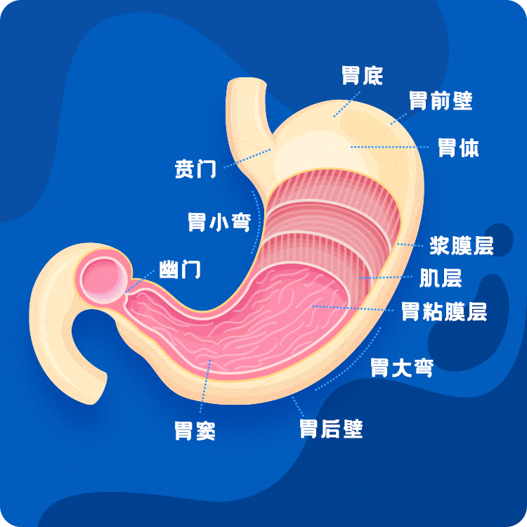 胃阳虚的症状及调理_治胃阳虚的中成药_调理胃症状阳虚还是阴虚