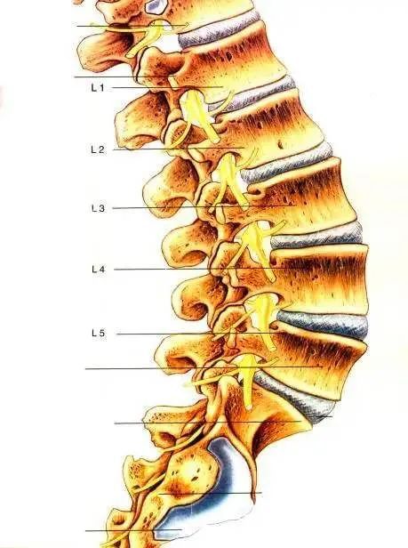 调理中间疼骨脊椎疼_脊椎骨中间疼怎么调理_调理中间疼骨脊椎疼怎么办