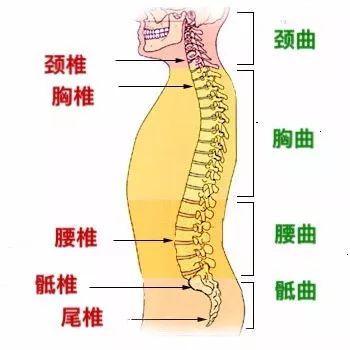 调理中间疼骨脊椎疼怎么办_脊椎骨中间疼怎么调理_调理中间疼骨脊椎疼