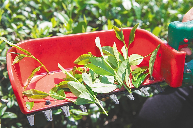 茶叶专用肥机价格有哪些_茶叶专用有机肥的价格_茶叶专用肥料价格