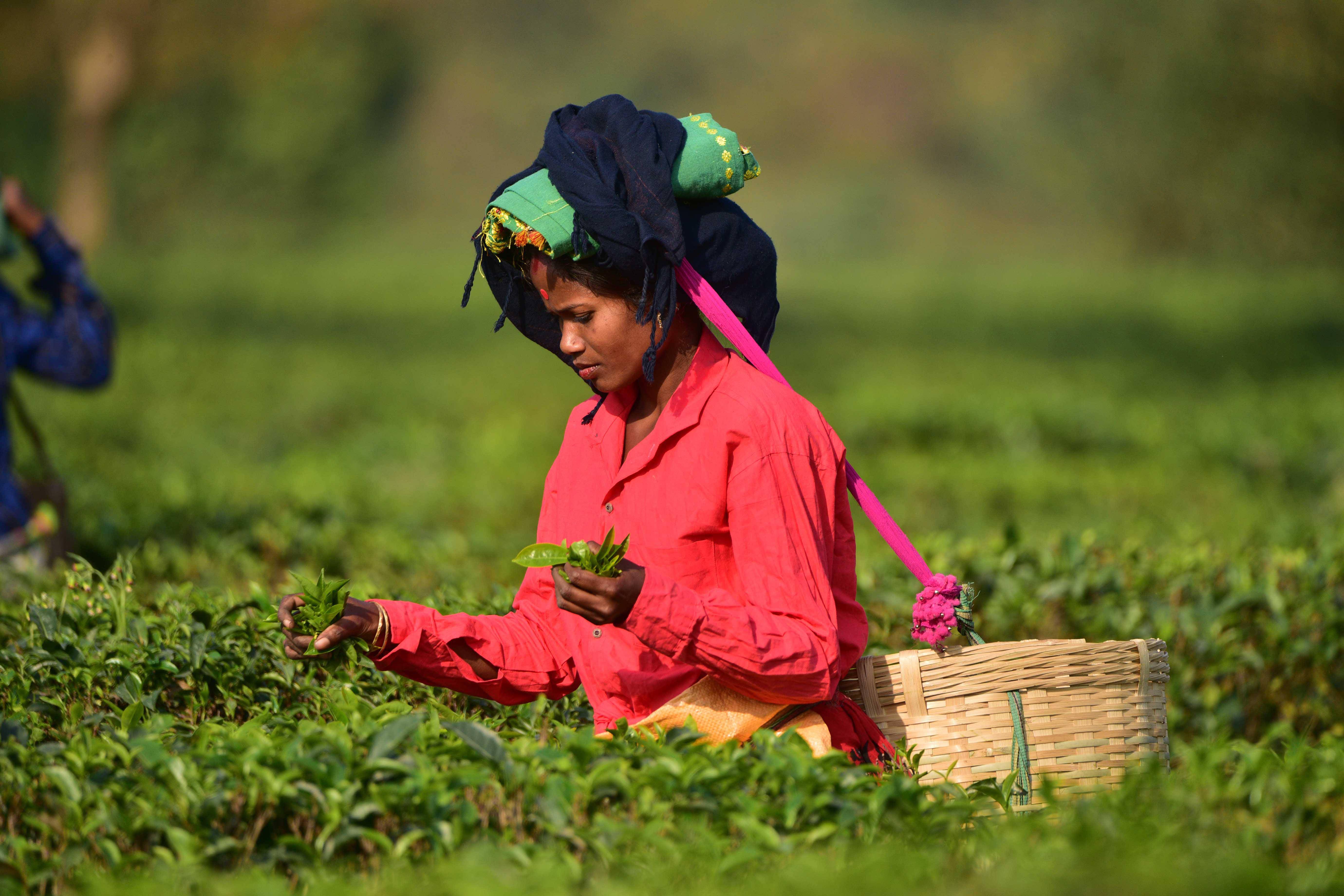 茶叶专用有机肥的价格_茶叶专用肥机价格有哪些_茶叶专用肥料价格