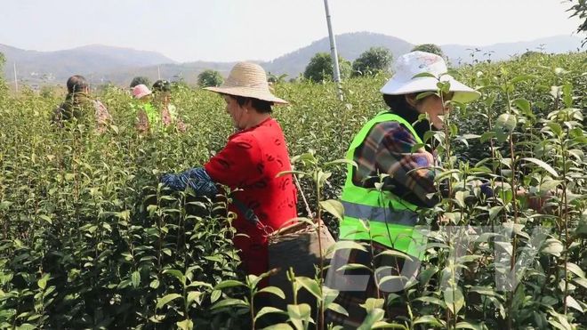 茶叶专用肥机价格有哪些_茶叶专用肥料价格_茶叶专用有机肥的价格