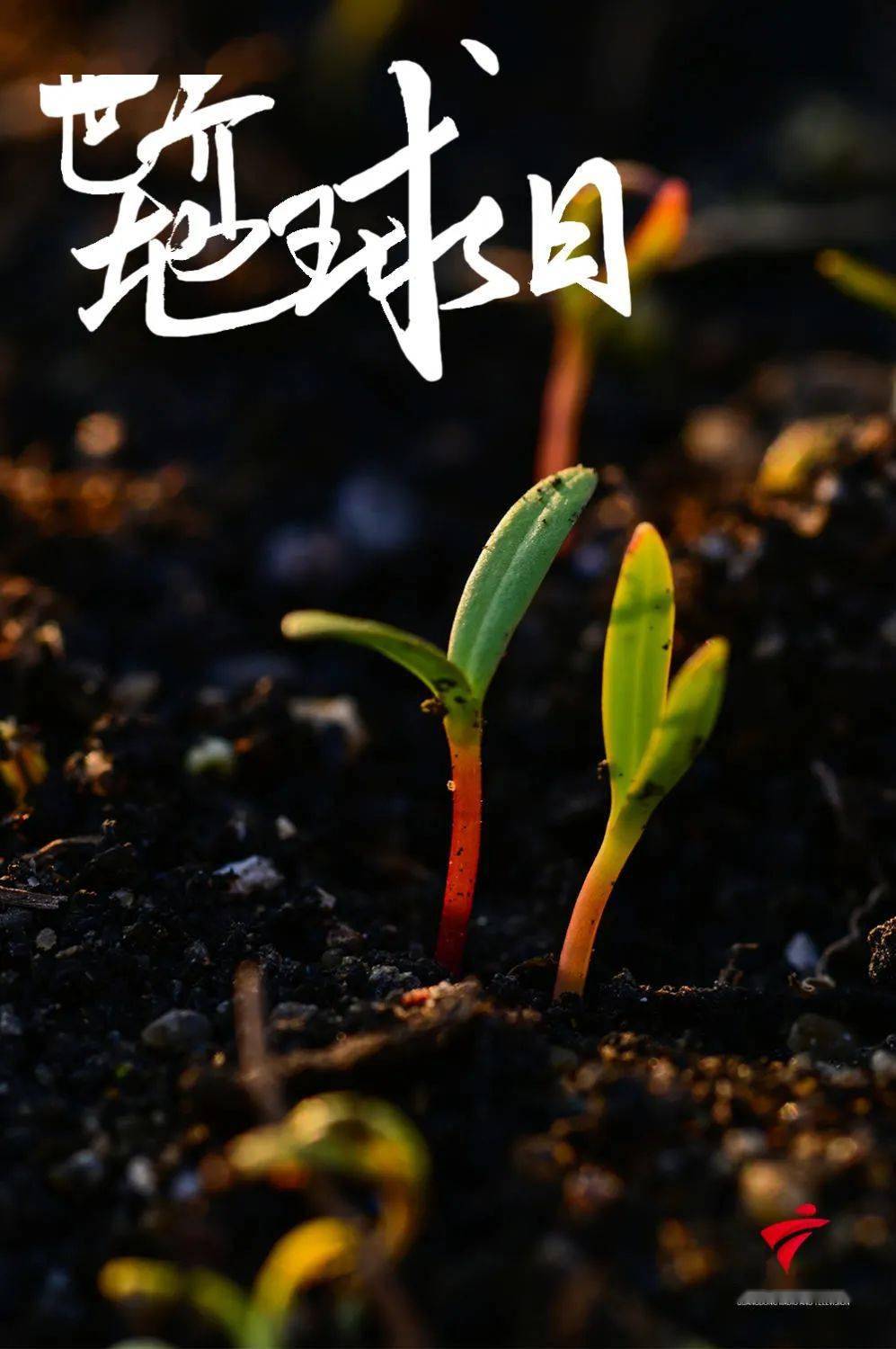 爱护树苗作文小500字怎么写_爱护小树苗作文500_爱护树木小作文